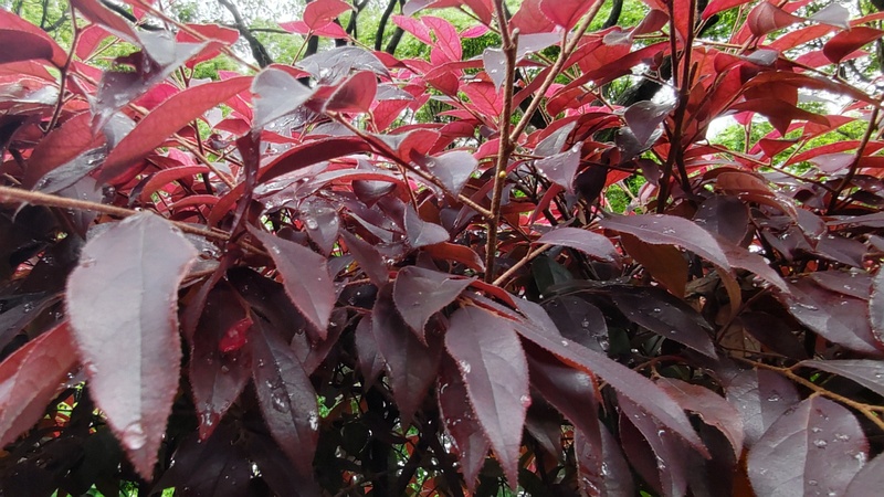 アカバナトキワマンサク 東京都大田区平和の森公園