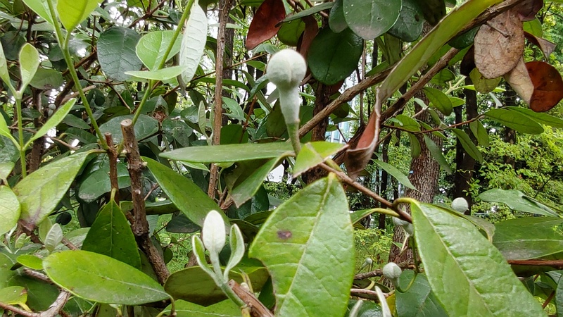 フェイジョアの蕾 東京都大田区平和の森公園