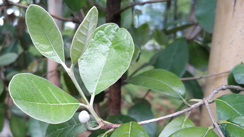 フェイジョアの蕾 東京都大田区平和の森公園