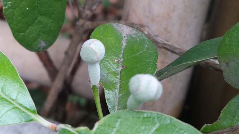 フェイジョアの蕾 東京都大田区平和の森公園