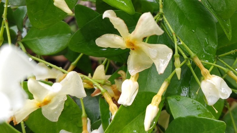テイカカズラの花 東京都大田区平和の森公園