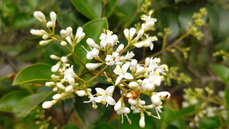 ネズミモチの花 東京都大田区平和島公園