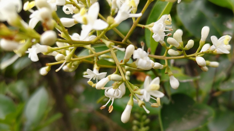ネズミモチの花 東京都大田区平和島公園