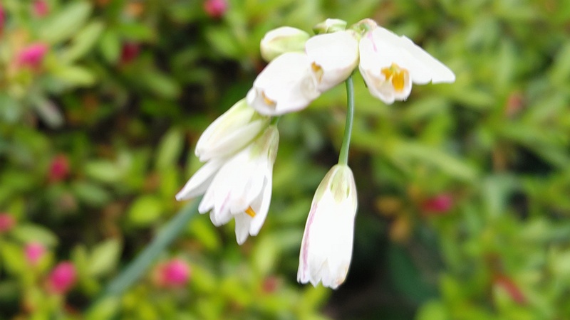 ハタケニラの花 東京都大田区平和島公園
