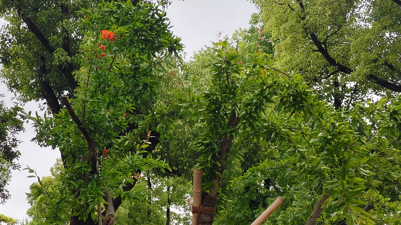 ザクロの花 東京都大田区平和島公園