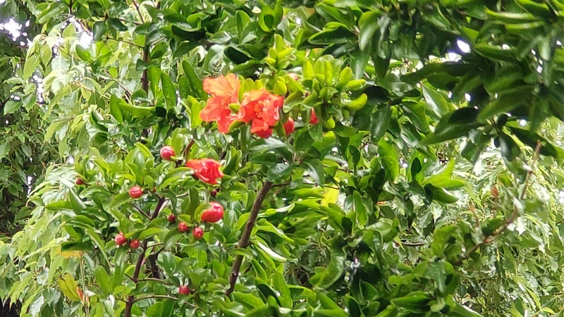 ザクロの花 東京都大田区平和島公園