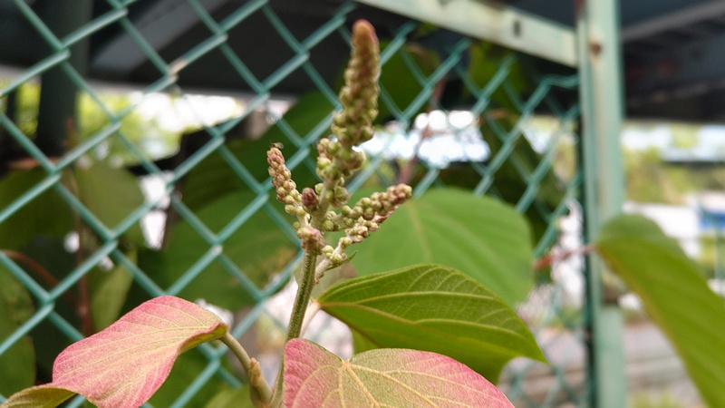 アカメガシワの蕾 東京都大田区平和島公園