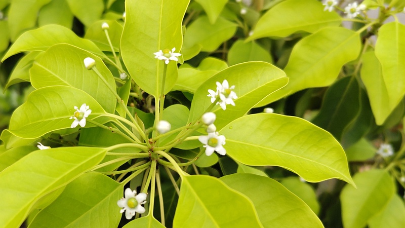 ソヨゴの花 東京都大田区平和島公園