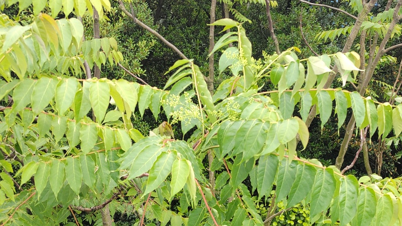 ニワウルシの蕾 東京都大田区平和島公園