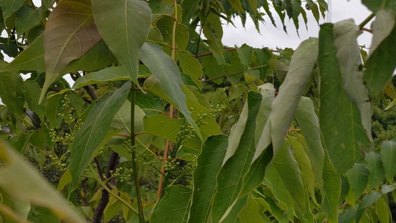 ニワウルシの蕾 東京都大田区平和島公園