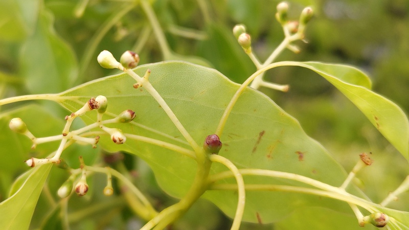 クスノキの果実 東京都大田区平和島公園
