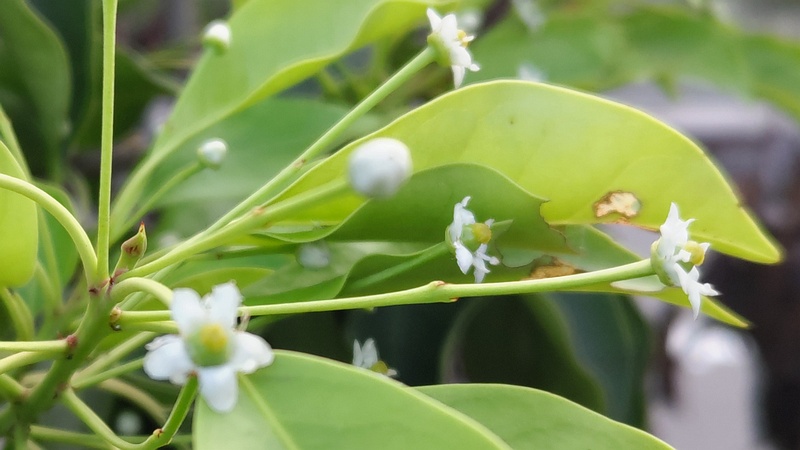 ソヨゴの花 東京都大田区平和島公園