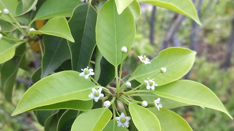 ソヨゴの花 東京都大田区平和島公園