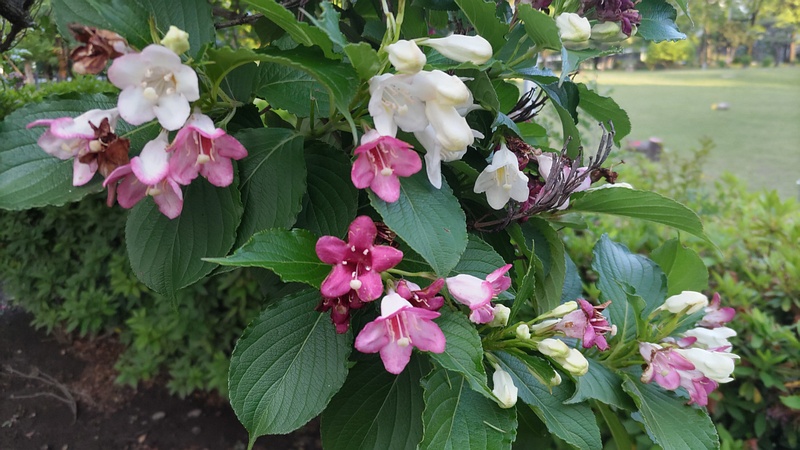 ハコネウツギの花 東京都大田区平和島公園