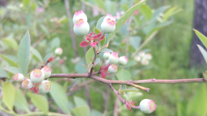 ブルーベリーの果実 東京都大田区平和島公園