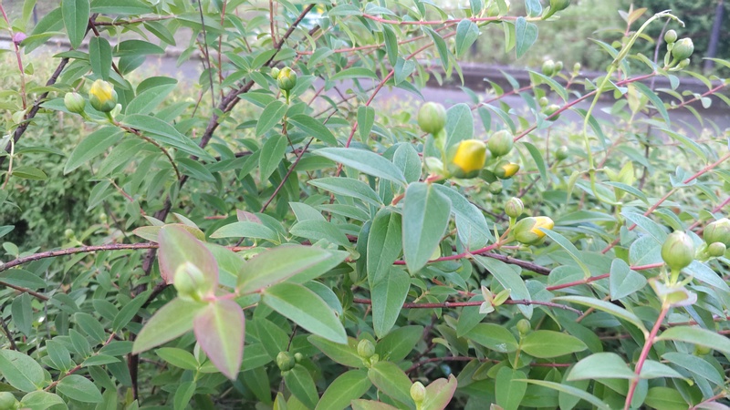 キンシバイの蕾 東京都大田区平和島公園