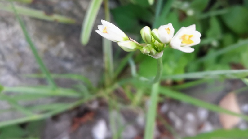 ハタケニラの花 東京都大田区平和島公園