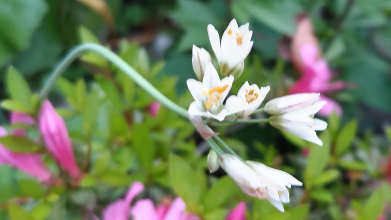 ハタケニラの花 東京都大田区平和島公園