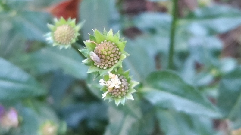 ミヤコワスレの果実 東京都大田区平和島公園