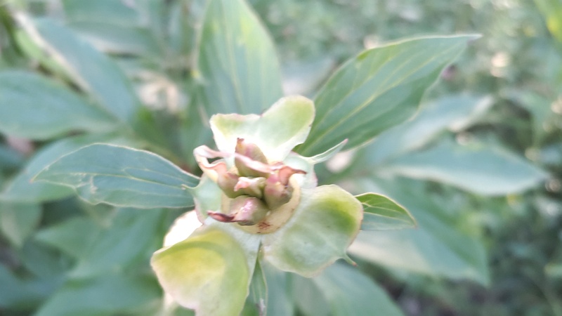 シャクヤクの果実 東京都大田区平和島公園