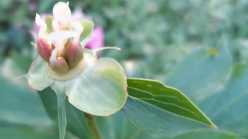 シャクヤクの果実 東京都大田区平和島公園