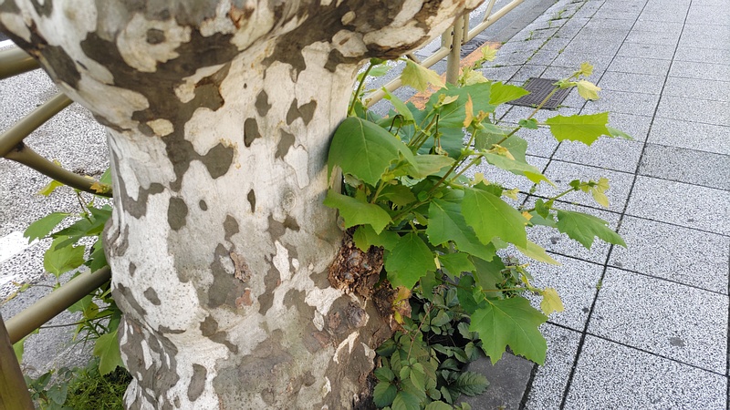 アオギリの新枝 東京都大田区大森本町