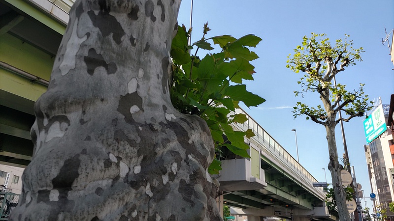 アオギリの新枝 東京都大田区大森本町