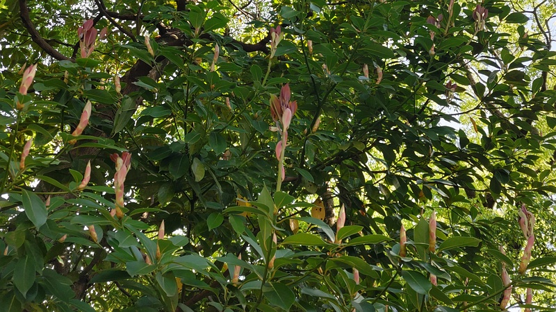 マテバシイの葉芽 東京都大田区平和の森公園
