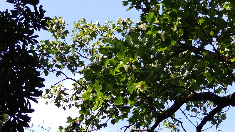 ユリノキの花 東京都大田区平和の森公園