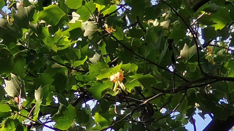 ユリノキの花 東京都大田区平和の森公園