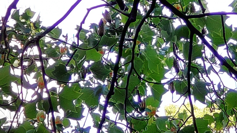 ユリノキの花 東京都大田区平和の森公園