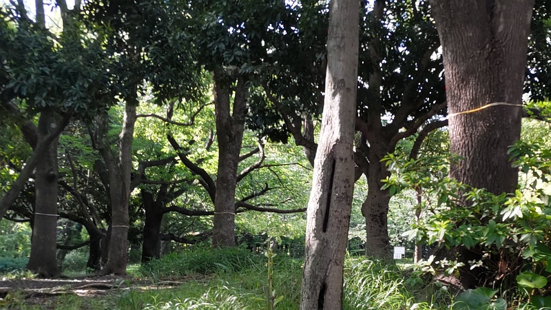 樹木の黄色いリボン 東京都大田区平和の森公園