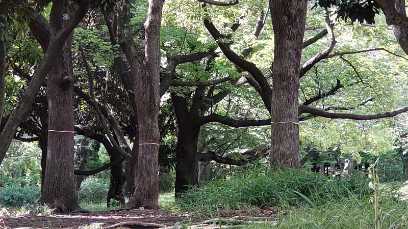樹木の黄色いリボン 東京都大田区平和の森公園