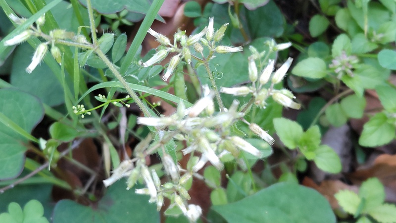 オランダミミナグサの果実 東京都大田区平和の森公園