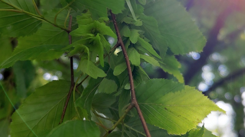 アカシデの果実 東京都大田区平和の森公園