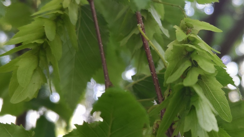 アカシデの果実 東京都大田区平和の森公園