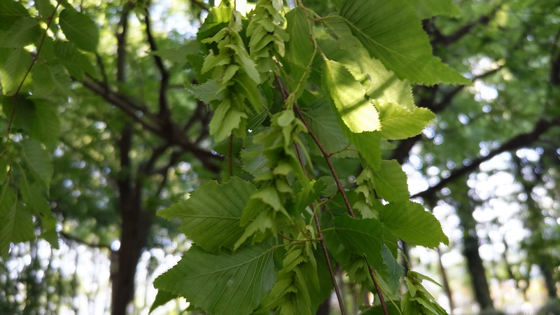 アカシデの果実 東京都大田区平和の森公園