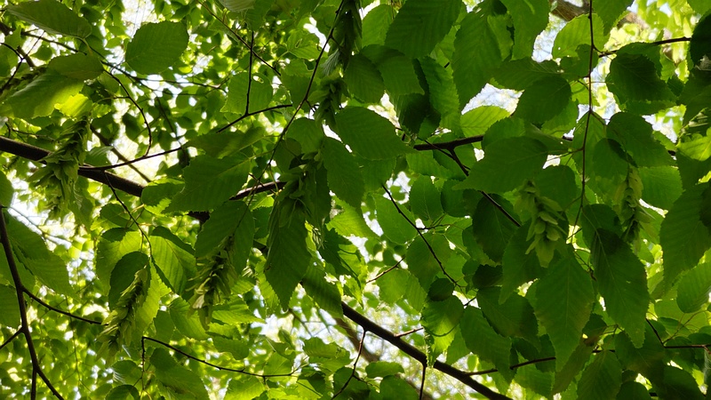 アカシデの果実 東京都大田区平和の森公園