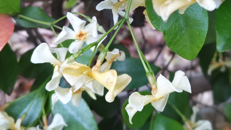 テイカカズラの花 東京都大田区平和の森公園