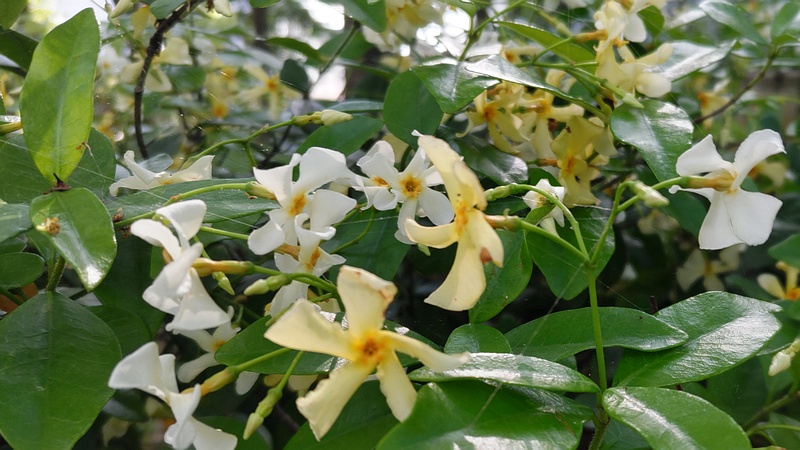 テイカカズラの花 東京都大田区平和の森公園