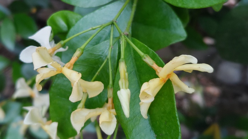 テイカカズラの花 東京都大田区平和の森公園