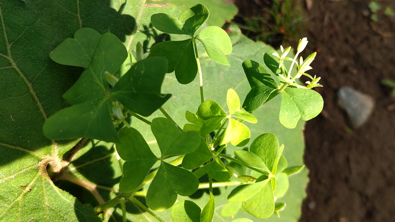 オッタチカタバミの果実 東京都大田区平和島公園