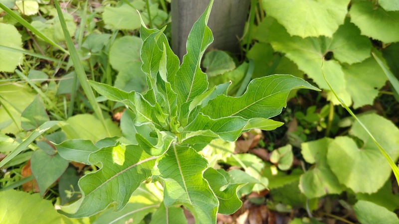 メマツヨイグサ 東京都大田区平和島公園