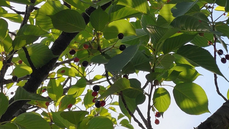 オオシマザクラの果実 東京都大田区平和島公園