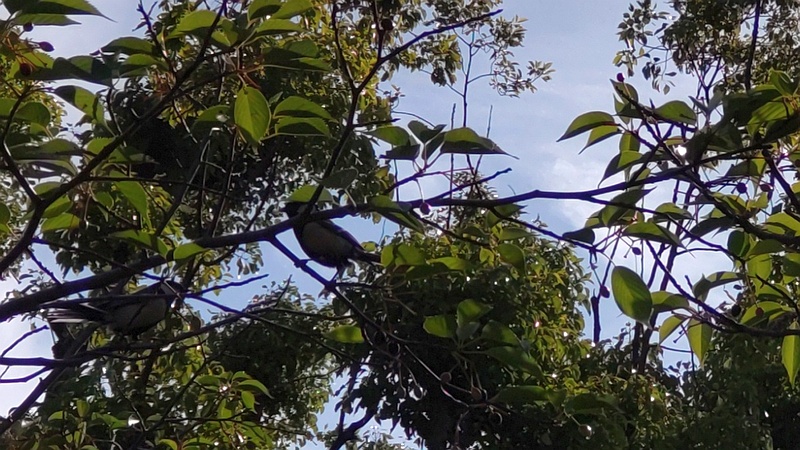 オオシマザクラのシジュウカラ 東京都大田区平和島公園