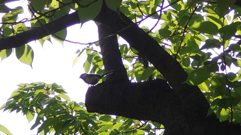 オオシマザクラのシジュウカラ 東京都大田区平和島公園
