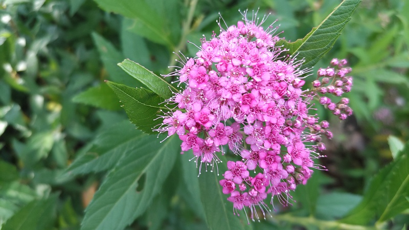 シモツケの花 東京都大田区平和島公園