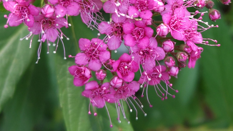 シモツケの花 東京都大田区平和島公園