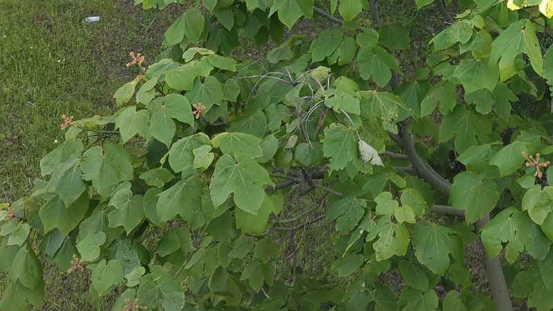 アオギリの蕾 東京都大田区平和島公園