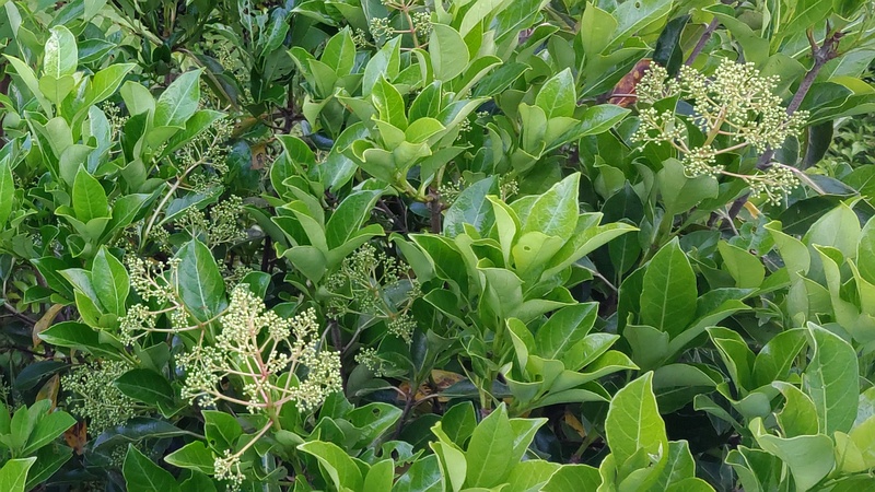 サンゴジュの蕾 東京都大田区平和島公園